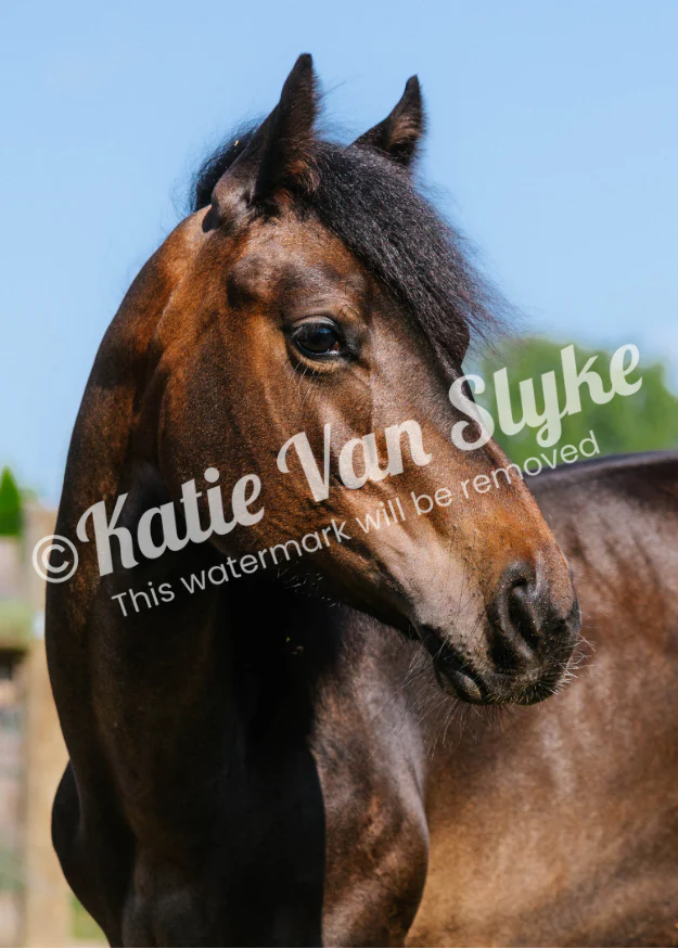 Baby Seven Digital Download by Katie Van Slyke™