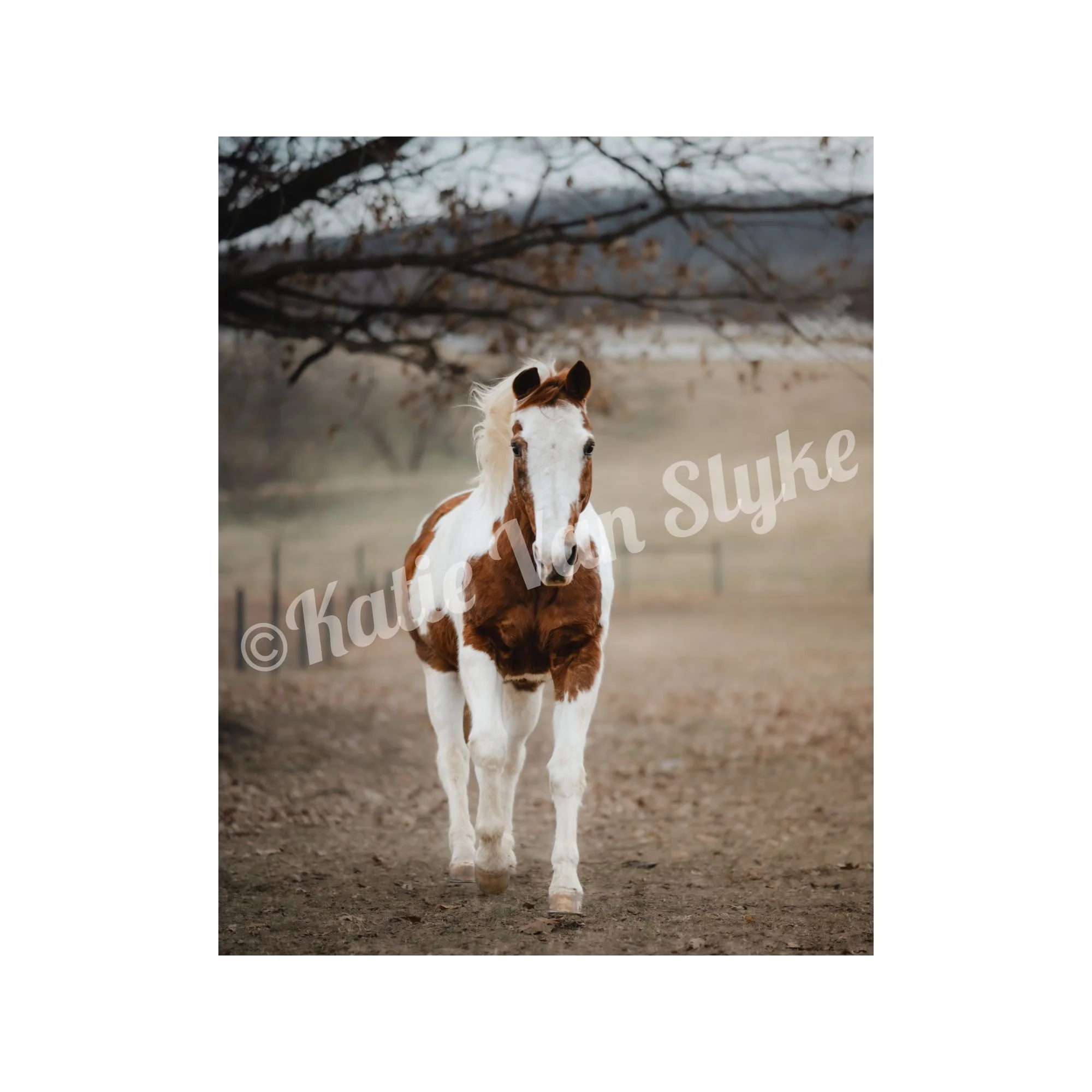 Bo Digital Download by Katie Van Slyke™