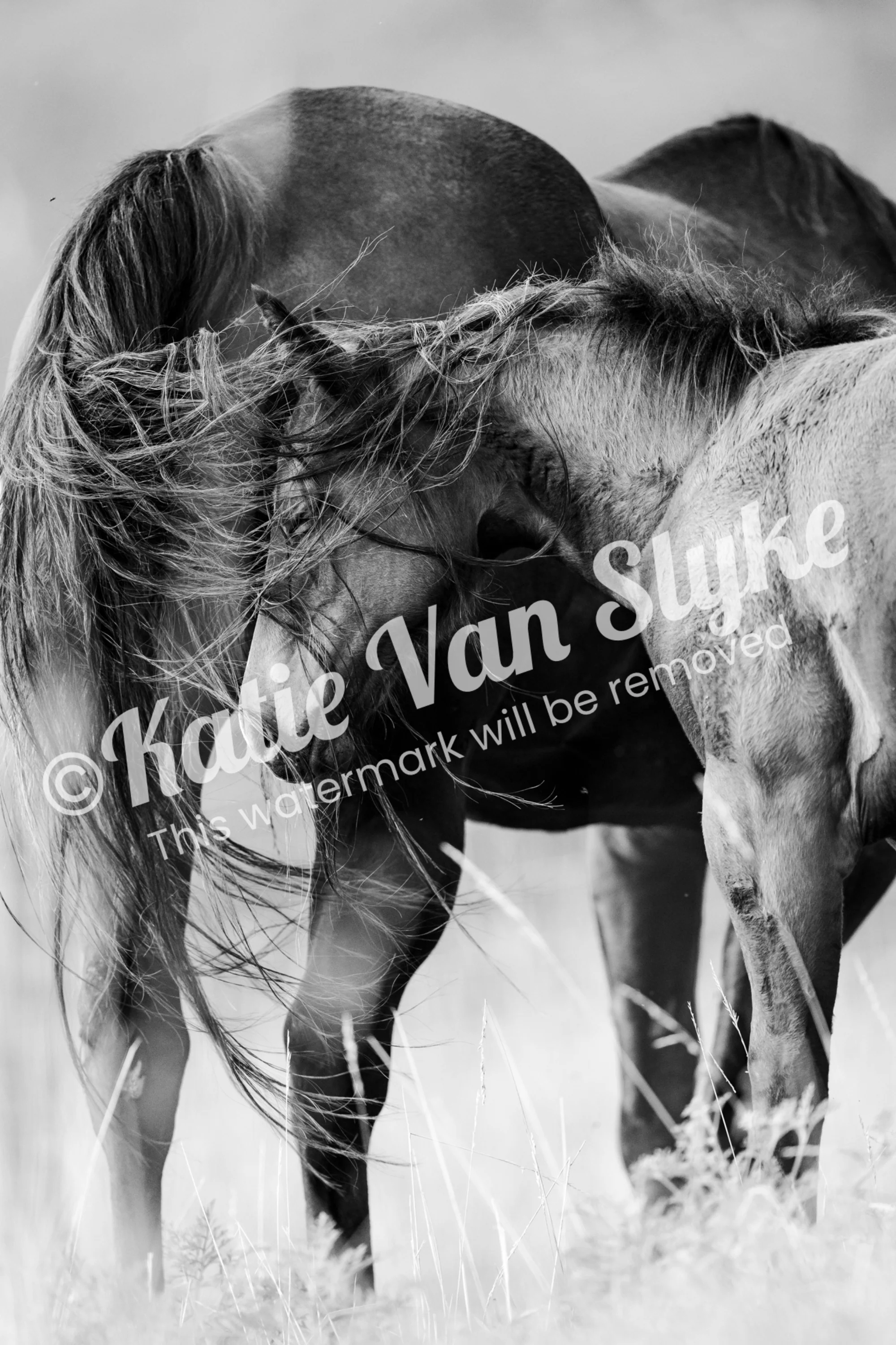 Horse Digital Download by Katie Van Slyke™