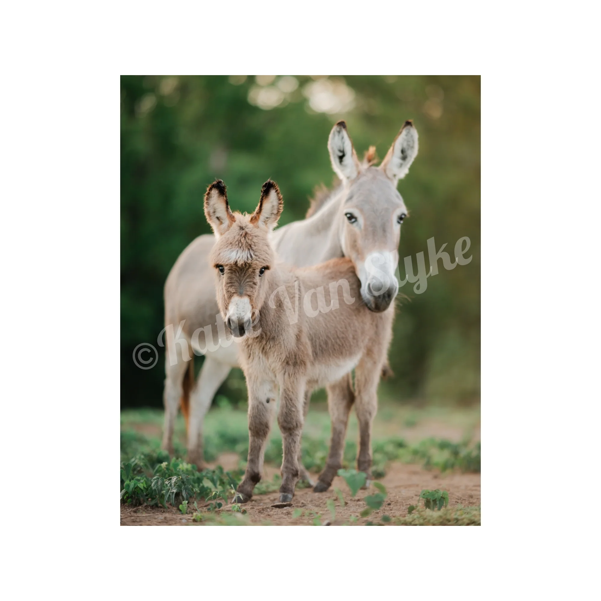 Pico and Dolly Digital Download by Katie Van Slyke™
