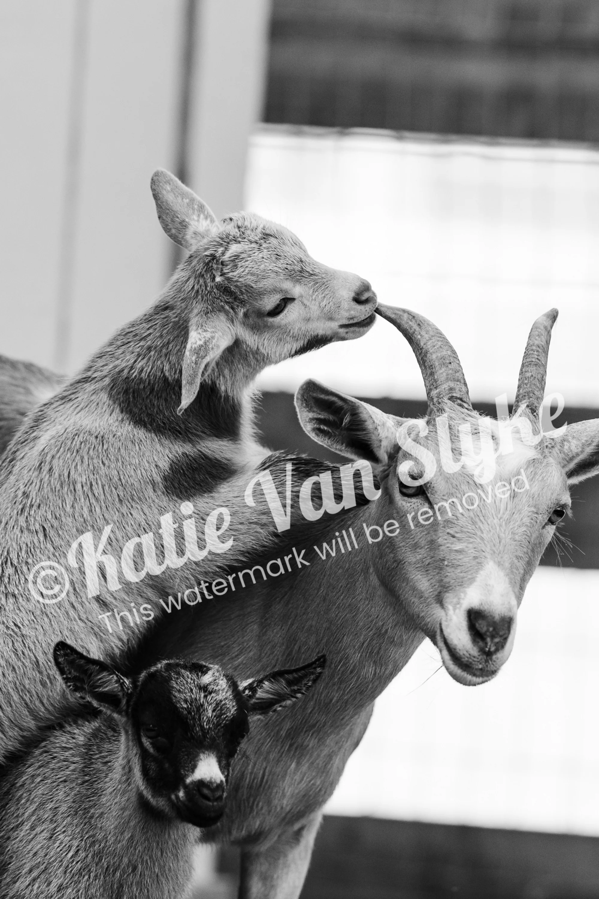 Bean, Briar, and Buttercup Digital Download by Katie Van Slyke™